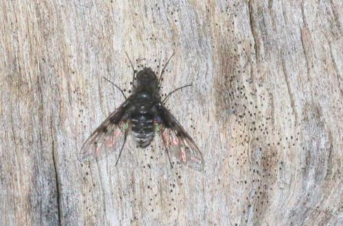 Réf. 304 184 : Anthrax trifasciatus